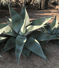 Meet Agave guiengola. The common name for this is Creme Brulee Agave. Stargazer Exotics is proud to offer the freshest of rare plant seeds. Other Common names for this rare Succulent are: Century Plant, Blue Agave, Spiked Agave. Check this Creme Brulee Agave (Agave guiengola) out along with all of our other Succulent plant seeds here at Stargazer Exotics. We ship these Succulent seeds from Canada to anywhere in the World.
