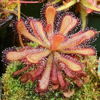 Meet Drosera venusta. The common name for this is Elegant Sundew. Stargazer Exotics is proud to offer the freshest of rare plant seeds. Other Common names for this rare Carnivorous Plant are: Drosera capensis (also known as Cape Sundew or Dewplant). Check this Elegant Sundew (Drosera venusta) out along with all of our other Carnivorous Plants seeds here at Stargazer Exotics. We ship these Carnivorous Plants seeds from Canada to anywhere in the World.
