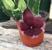 Meet Stapelia Grandiflora. The common name for this is Giant Toad Plant. Stargazer Exotics is proud to offer the freshest of rare plant seeds. Other Common names for this rare Succulent are: Giant Toad Plant, Toad Lily, Giant Toad Plant, Tricyrtis, Lily of the Valley Bush. Check this Giant Toad Plant (Stapelia Grandiflora) out along with all of our other Succulent plant seeds here at Stargazer Exotics. We ship these Succulent seeds from Canada to anywhere in the World.