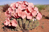 Meet Hoodia Gordonii. The common name for this is Bushman's Hat. Stargazer Exotics is proud to offer the freshest of rare plant seeds. Other Common names for this rare Succulent are:  Bushman's Hat: Desert Hat, Flowering Desert Cabbage, Hoodia gordonii. Check this Bushman's Hat (Hoodia Gordoniii) out along with all of our other Succulent plant seeds here at Stargazer Exotics. We ship these Succulent seeds from Canada to anywhere in the World.
