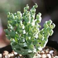 Meet Albuca Concordiana. The common name for this is Concord Albuca. Stargazer Exotics is proud to offer the freshest of rare plant seeds. Other Common names for this rare Succulent are: Starfish Plant, Slime Lily, Leopard Lily, Leopard Flower. Check this Concord Albuca (Albuca Concordiana) out along with all of our other Succulent plant seeds here at Stargazer Exotics. We ship these Succulent seeds from Canada to anywhere in the World.
