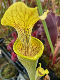 Meet Sarracenia Alabamensis. The common name for this is Cane- Break Pitcher Plant. Stargazer Exotics is proud to offer the freshest of rare plant seeds. Other Common names for this rare Carnivorous Plant are: Sarracenia flava, Yellow Trumpet, Trumpet Pitcher Plant. Check this Cane- Break Pitcher Plant (Sarracenia Alabamensis) out along with all of our other Carnivorous Plants seeds here at Stargazer Exotics. We ship these Carnivorous Plants seeds from Canada to anywhere in the World.
