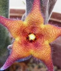 Carrion Starfish Flower Plant