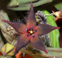 Meet Stapelia Kwebensis. The common name for this is Evergreen Starfish. Stargazer Exotics is proud to offer the freshest of rare plant seeds. Other Common names for this rare Succulent are: Cryptanthus bromeliads (also known as Earth Stars or Starfish Plants). Check this Evergreen Starfish (Stapelia Kwebensis) out along with all of our other Succulent plant seeds here at Stargazer Exotics. We ship these Succulent seeds from Canada to anywhere in the World.
