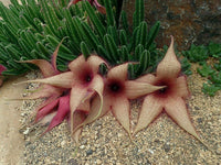 Meet Stapelia Gigantea. The common name for this is South African Starfish Flower . Stargazer Exotics is proud to offer the freshest of rare plant seeds. Other Common names for this rare Succulent are: Starfish Succulent, Carrion Flower, Starfish Cactus, Starfish Plant, Mock Aztec Truffles. Check this South African Starfish Flower (Stapelia Gigantea) out along with all of our other Succulent plant seeds here at Stargazer Exotics. We ship these Succulent seeds from Canada to anywhere in the World.
