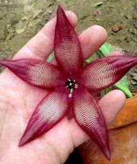 Meet Stapelia Hirsuta. The common name for this is African Carrion Flower Plant. Stargazer Exotics is proud to offer the freshest of rare plant seeds. Other Common names for this rare Succulents are: Carrion flower, Starfish flower, Toad plant, Snake cactus, African starfish cactus. Check this African Carrion Flower Plant (Stapelia Hirsuta) out along with all of our other Succulents plant seeds here at Stargazer Exotics. We ship these Succulents seeds from Canada to anywhere in the World.