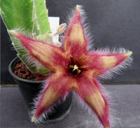 Meet Stapelia Gettleffii. The common name for this is Carrion Flower Plant. Stargazer Exotics is proud to offer the freshest of rare plant seeds. Other Common names for this rare Succulent are: Stapelia gigantea, Starfish Flower, Zulu Giant. Check this Carrion Flower Plant  (Stapelia Gettleffii) out along with all of our other Succulent plant seeds here at Stargazer Exotics. We ship these Succulent seeds from Canada to anywhere in the World.
