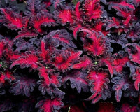 Meet Solenostemon scutellarioides 'Black Dragon'. The common name for this is Black Dragon Coleus . Stargazer Exotics is proud to offer the freshest of rare plant seeds. Other Common names for this rare Other Rare Plants are: Black Diamond, Red Flesh Apple. Check thisBlack Dragon Coleus (Solenostemon scutellarioides 'Black Dragon') out along with all of our other Other Rare Plants plant seeds here at Stargazer Exotics. We ship these Other Rare Plants seeds from Canada to anywhere in the World.