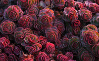 Meet Sedum-spurium 'Coccineum'. The common name for this is Dragon's Blood . Stargazer Exotics is proud to offer the freshest of rare plant seeds. Other Common names for this rare Succulent are: Blood of the Dragon, Dragon's Blood Sage, Red Resin. Check this Dragon's Blood (Sedum-spurium 'Coccineum') out along with all of our other Succulent plant seeds here at Stargazer Exotics. We ship these Succulent seeds from Canada to anywhere in the World.
