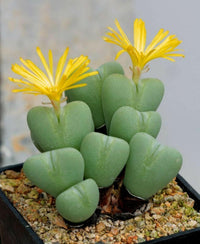 Meet Conophytum bilobum. The common name for this is Living Pebbles. Stargazer Exotics is proud to offer the freshest of rare plant seeds.Other Common names for this rare Succulent are: Stonecrop, Pebble Plants, Stone Plants, Living Rock. Check this Living Pebbles (Conophytum bilobum) out along with all of our other Succulent plant seeds here at Stargazer Exotics. We ship these Succulent seeds from Canada to anywhere in the World.
