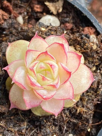 Blushing Echeveria