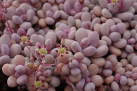 Meet Graptopetalum amethystinum. The common name for this is Lavender Pebbles. Stargazer Exotics is proud to offer the freshest of rare plant seeds.Other Common names for this rare Succulent are: Lavender Stones, Lavender Gravel, Lavender Nuggets, Lavender Rocks. Check this Lavender Pebbles (Graptopetalum amethystinum) out along with all of our other Succulent plant seeds here at Stargazer Exotics. We ship these Succulent seeds from Canada to anywhere in the World.