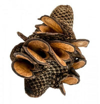 Australian Banksia Firewood Pod | reptile and terrarium supplies