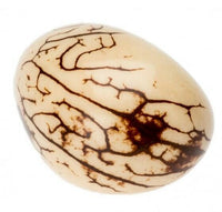 Tagua Pod | reptile and terrarium supplies