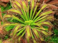 Meet Drosera capensis 'Broad Leaf'. The common name for this is Cape Sundew 'Broadlead'. Stargazer Exotics is proud to offer the freshest of rare plant seeds. Other Common names for this rare Carnivorous Plant are: Drosera capensis, Sundew, South African Sundew. Check this Cape Sundew 'Broadlead' (Drosera capensis 'Broad Leaf') out along with all of our other Carnivorous Plants seeds here at Stargazer Exotics. We ship these Carnivorous Plants seeds from Canada to anywhere in the World.
