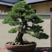 Meet Pinus thunbergii. The common name for this is Black Pine Bonsai Tree. Stargazer Exotics is proud to offer the freshest of rare plant seeds. Other Common names for this rare Other Rare Plants are: Black Pine Bonsai Tree, Japanese Black Pine, Pinus Thunbergiii. Check this Black Pine Bonsai Tree (Pinus thunbergii) out along with all of our other Other Rare Plants plant seeds here at Stargazer Exotics. We ship these Other Rare Plants seeds from Canada to anywhere in the World.