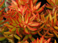 Meet Sedum adolphii. The common name for this is Golden Glow Sedum. Stargazer Exotics is proud to offer the freshest of rare plant seeds.Other Common names for this rare Succulent are: Stonecrop, Sedum Golden Moss, Goldmoss Sedum, Gold Sedum. Check this Golden Glow Sedum (Sedum adolphii) out along with all of our other Succulent plant seeds here at Stargazer Exotics. We ship these Succulent seeds from Canada to anywhere in the World.
