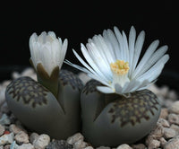 Meet Lithops juli ssp. fulleri. The common name for this is Fullergreen Lithops. Stargazer Exotics is proud to offer the freshest of rare plant seeds. Check this Fullergreen Lithops (Lithops juli ssp. fulleri) out along with all of our other Heirloom Vegetable and Rare Finds Trees plant seeds here at Stargazer Exotics. We ship these Heirloom Vegetable and Rare Finds seeds from Canada to anywhere in the World.