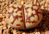 Meet Lithops dorotheae. The common name for this is Red Brain Lithops. Stargazer Exotics is proud to offer the freshest of rare plant seeds. Other Common names for this rare Succulent are: Lithops optica rubra, Red Lithops, Living Stones. Check this Red Brain Lithops (Lithops dorotheae) out along with all of our other Succulent plant seeds here at Stargazer Exotics. We ship these Succulent seeds from Canada to anywhere in the World.
