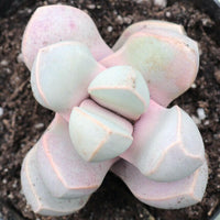 Meet Lapidaria margaretae. The common name for this is Kangaroo Rose . Stargazer Exotics is proud to offer the freshest of rare plant seeds.Other Common names for this rare Succulent are: Kangaroo Paw, Australian Kangaroo Paw, Anigozanthos. Check this Kangaroo Rose (Lapidaria margaretae) out along with all of our other Succulent plant seeds here at Stargazer Exotics. We ship these Succulent seeds from Canada to anywhere in the World.