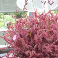 Meet Drosera capensis "maroon". The common name for this is Maroon Cape Sundew. Stargazer Exotics is proud to offer the freshest of rare plant seeds. Other Common names for this rare Carnivorous Plant are: Cape Sundew, Red Sundew, Maroon Sundew. Check this Maroon Cape Sundew (Drosera capensis "maroon") out along with all of our other Carnivorous Plants seeds here at Stargazer Exotics. We ship these Carnivorous Plants seeds from Canada to anywhere in the World.
