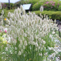 Meet Lagurus ovatus. The common name for this is Bunny Tail Grass.  Stargazer Exotics is proud to offer the freshest of rare plant seeds. Other Common names for this rare Other Rare Plants are: Rabbit's Foot Grass, Bunny's Tail Grass, Hare's Tail Grass. Check this Bunny Tail Grass (Lagurus ovatus) out along with all of our Other Rare Plants seeds here at Stargazer Exotics. We ship these Other Rare Plants seeds from Canada to anywhere in the World. 
