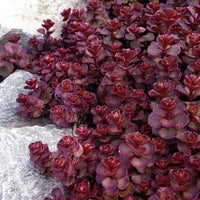 Meet Sedum spurium 'Voodoo'". The common name for this is Voodoo Sedum. Stargazer Exotics is proud to offer the freshest of rare plant seeds. Other Common names for this rare Succulent are: Jelly Bean Plant, Stonecrop, Pork and Beans. Check this Voodoo Sedum (Sedum spurium 'Voodoo'") out along with all of our other Succulent plant seeds here at Stargazer Exotics. We ship these Succulent seeds from Canada to anywhere in the World.
