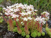 White Stonecrop