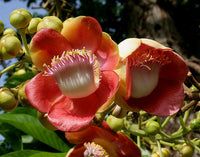 Meet Couroupita guianensis. The common name for this is Cannonball Tree. Stargazer Exotics is proud to offer the freshest of rare plant seeds. Other Common names for this rare Other Rare Plants are: Couroupita guianensis, Naga Lingam, Shiva Lingam. Check this Cannonball Tree (Couroupita guianensis) out along with all of our Other Rare Plants seeds here at Stargazer Exotics. We ship these Other Rare Plants seeds from Canada to anywhere in the World.
