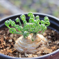 Meet  Albuca viscosa. The common name for this is Sticky Tamarak. Stargazer Exotics is proud to offer the freshest of rare plant seeds. Other Common names for this rare Succulent are: American Larch, Eastern Larch, Tamarack Pine, Black Larch. Check this Sticky Tamarak  ( Albuca viscosa) out along with all of our other Succulent plant seeds here at Stargazer Exotics. We ship these Succulent seeds from Canada to anywhere in the World.
