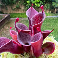 Sunny Marsh Pitcher Plant