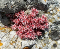 Spanish Stonecrop