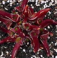 Meet Glottiphyllum peersii. The common name for this is Burgandy Tonguefig. Stargazer Exotics is proud to offer the freshest of rare plant seeds. Other Common names for this rare Succulent are: Bunny Eggs: Burgundy Rubber Tree, Ficus elastica 'Burgundy'. Check this Burgandy  Tonguefig (Glottiphyllum peersii) out along with all of our other Succulent plant seeds here at Stargazer Exotics. We ship these Succulent seeds from Canada to anywhere in the World.
