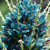 Meet Puya alpestris. The common name for this is Sapphire Tower. Stargazer Exotics is proud to offer the freshest of rare plant seeds. Other Common names for this rare Bromeliad are: Blue cactus, Pincushion cactus. Check this Sapphire Tower (Puya alpestris) out along with all of our other Bromeliads plant seeds here at Stargazer Exotics. We ship these Bromeliads seeds from Canada to anywhere in the World.
