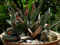 Meet Gasteria obliqua 'bicolor'. The common name for this is Ox Tongue / Lawyer's Tongue. Stargazer Exotics is proud to offer the freshest of rare plant seeds. Other Common names for this rare Succulent are: Gasteria, Cow Tongue Plant, Ox Tongue Lily, Snake's Tail, Hardskin.  Check this Ox Tongue / Lawyer's Tongue (Gasteria obliqua 'bicolor') out along with all of our other Succulent plant seeds here at Stargazer Exotics. We ship these Succulent seeds from Canada to anywhere in the World.
