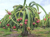 Meet Hylocereus udatus. The common name for this is Dragon Fruit Cactus. Stargazer Exotics is proud to offer the freshest of rare plant seeds. Other Common names for this rare Cacti are: Pitahaya, Strawberry Pear, Night Blooming Cactus. Check this Dragon Fruit Cactus (Hylocereus udatus) out along with all of our other Cacti plant seeds here at Stargazer Exotics. We ship these Cacti seeds from Canada to anywhere in the World.
