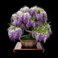 African Wisteria Bonsai Tree