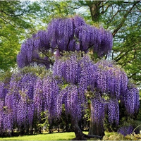 African Wisteria Tree