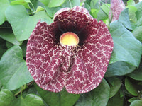 Meet Aristolochia littoralis. The common name for this is Calicao Flower - Elegant Dutchman's Pipe. Stargazer Exotics is proud to offer the freshest of rare plant seeds. Other Common names for this rare Other Rare Plants are: Calico Flower, Trumpet Vine, Aristolochia elegans. Check this Calicao Flower - Elegant Dutchman's Pipe  (Aristolochia littoralis) out along with all of our Other Rare Plants seeds here at Stargazer Exotics. We ship these Other Rare Plants seeds from Canada to anywhere in the World.
