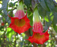 Meet Brugmansia sanguinea. The common name for this is Red Angel's Trumpet. Stargazer Exotics is proud to offer the freshest of rare plant seeds. Other Common names for this rare Other Rare Plants are: Brugmansia, Red Brugmansia, Angel Trumpet. Check this Red Angel's Trumpet (Brugmansia sanguinea) out along with all of our Other Rare Plants seeds here at Stargazer Exotics. We ship these Other Rare Plants seeds from Canada to anywhere in the World.
