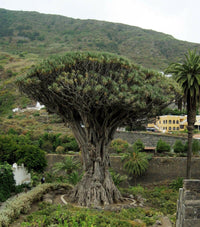 Meet Dracaena draco. The common name for this is Dragon Tree. Stargazer Exotics is proud to offer the freshest of rare plant seeds. Other Common names for this rare Other Rare Plants are: Dracaena Marginata, Red Edge Dracaena, Madagascar Dragon Tree. Check this Dragon Tree (Dracaena draco) out along with all of our Other Rare Plants seeds here at Stargazer Exotics. We ship these Other Rare Plants seeds from Canada to anywhere in the World.
