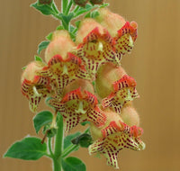 Meet Kohleria allenii. The common name for this is Kohleria. Stargazer Exotics is proud to offer the freshest of rare plant seeds. Other Common names for this rare Other Rare Plants are :  Kohleria: Kohleria amabilis, Crimson Flag. Check this Kohleria (Kohleria allenii) out along with all of our Other Rare Plants seeds here at Stargazer Exotics. We ship these Other Rare Plants seeds from Canada to anywhere in the World.