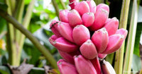 Meet  Musa velutina.The common name for this is Pink Banana. Stargazer Exotics is proud to offer the freshest of rare plant seeds. Other Common names for this rare Other Rare Plants are :Pink velvet banana, Pink banana plant, Musa velutina. Check this Pink Banana (Musa velutina) out along with all of our Other Rare Plants seeds here at Stargazer Exotics. We ship these Other Rare Plants seeds from Canada to anywhere in the World.
