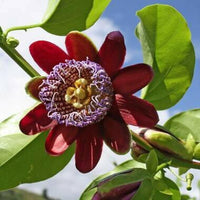 Meet Passiflora alata. The common name for this is Winged-Stem Passion Fruit Flower. Stargazer Exotics is proud to offer the freshest of rare plant seeds. Other Common names for this rare Other Rare Plants are: Winged Passion Flower, Fragrant Granadilla, Perfumed Passion Fruit. Check this Winged-Stem Passion Fruit Flower (Passiflora alata) out along with all of our Other Rare Plants seeds here at Stargazer Exotics. We ship these Other Rare Plants seeds from Canada to anywhere in the World.
