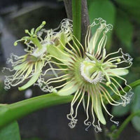 Meet Passiflora quadrangularis. The common name for this is Black  Passion Fruit Flower. Stargazer Exotics is proud to offer the freshest of rare plant seeds. Other Common names for this rare Other Rare Plants are: Giant Passion Flower, Maypop, Purple Passion Flower. Check this Black  Passion Fruit Flower (Passiflora quadrangularis) out along with all of our other Other Rare Plants plant seeds here at Stargazer Exotics. We ship these Other Rare Plants seeds from Canada to anywhere in the World.
