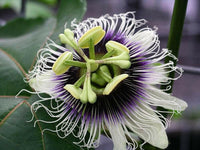 Meet Passiflora edulis f. flavicarpa.The common name for this is Passion Fruit Flower. Stargazer Exotics is proud to offer the freshest of rare plant seeds. Other Common names for this rare Other Rare Plants are :Passiflora, Passionflower, Maypop, Granadilla, Maracuja. Check this Passion Fruit Flower (Passiflora edulis f. flavicarpa) out along with all of our Other Rare Plants seeds here at Stargazer Exotics. We ship these Other Rare Plants seeds from Canada to anywhere in the World.
