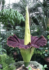 Meet Amorphophallus titanum. The common name for this is Corpse Flower. Stargazer Exotics is proud to offer the freshest of rare plant seeds. Other Common names for this rare Other Rare Plants are: Titan Arum, Carrion Flower, Stinky Flower. Check this Corpse Flower (Amorphophallus titanum) out along with all of our Other Rare Plants seeds here at Stargazer Exotics. We ship these Other Rare Plants seeds from Canada to anywhere in the World.
