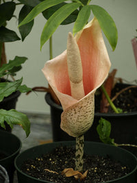 Meet Amorphophallus Bulbifer. The common name for this is Voodoo Lily. Stargazer Exotics is proud to offer the freshest of rare plant seeds. Other Common names for this rare Other Rare Plants areDevil's Tongue, Snake Palm, Black Dragon. Check this Voodoo Lily (Amorphophallus Bulbifer) out along with all of our Other Rare Plants seeds here at Stargazer Exotics. We ship these Other Rare Plants seeds from Canada to anywhere in the World.
