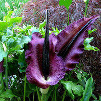 Meet Dracunculus vulgaris. The common name for this is Vampire Lily . Stargazer Exotics is proud to offer the freshest of rare plant seeds. Other Common names for this rare Other Rare Plants are : Dracula Lily, Voodoo Lily, Corpse Flower. Check this Vampire Lily (Dracunculus vulgaris) out along with all of our Other Rare Plants seeds here at Stargazer Exotics. We ship these Other Rare Plants seeds from Canada to anywhere in the World.
