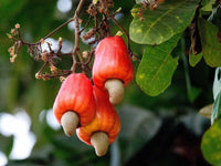 Meet Anacardium orridentale. The common name for this is Cashew Apple Tree. Stargazer Exotics is proud to offer the freshest of rare plant seeds. Other Common names for this rare Other Rare Plants are: Anacardium occidentale, Cashew Nut Tree, Mara��n. Check this Cashew Apple Tree (Anacardium orridentale) out along with all of our Other Rare Plants seeds here at Stargazer Exotics. We ship these Other Rare Plants seeds from Canada to anywhere in the World.